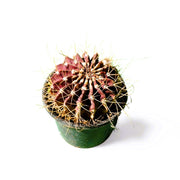 Sierra Cactus - Shalamar Nurseries & LandscapersShalamar Nurseries & Landscapers