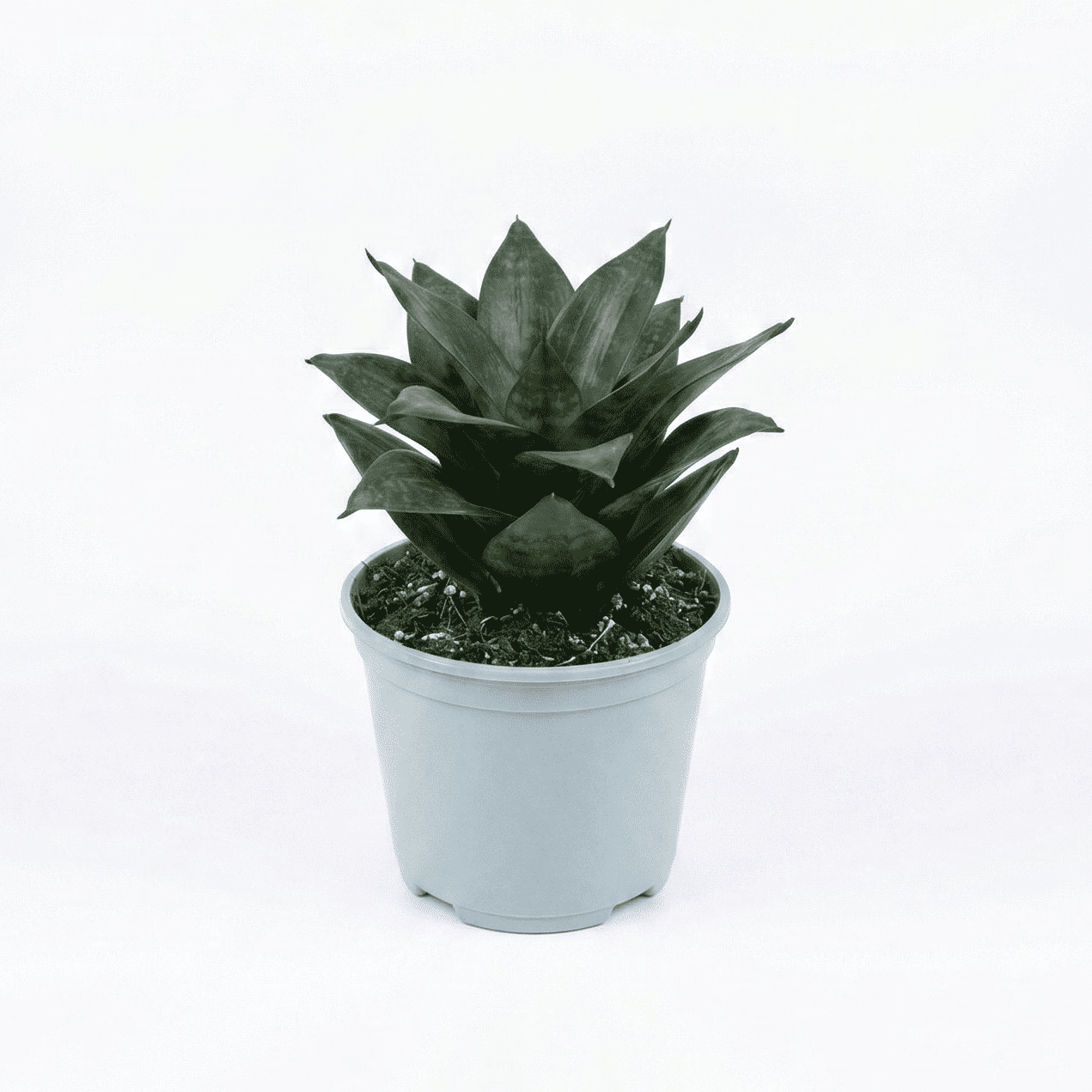 snake dwarf shalamar