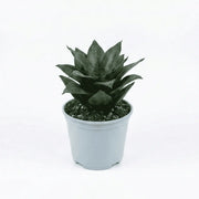 Snake Hahnii Dwarf in Mist Pot