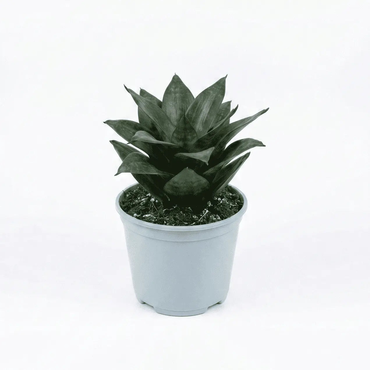 Snake Hahnii Dwarf in Mist Pot