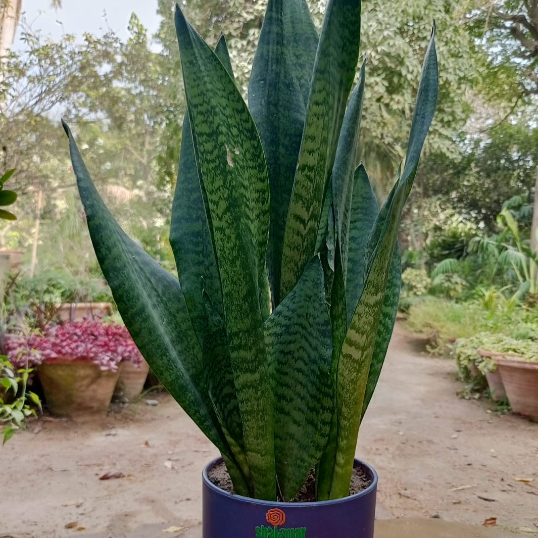 snake plant silver broadleaf zen pot