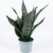 Snake Green Dwarf in Mist Pot - Shalamar Nurseries & Landscapers