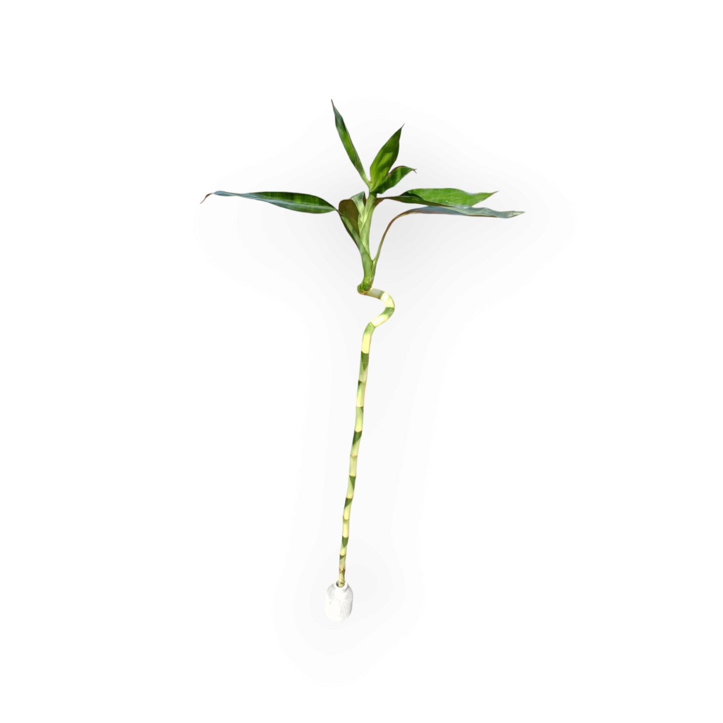 Spiral Lucky Bamboo Stick - Shalamar Nurseries & LandscapersShalamar Nurseries & Landscapers