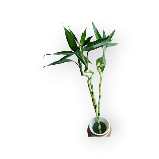 Spiral Lucky Bamboo Stick - Shalamar Nurseries & LandscapersShalamar Nurseries & Landscapers
