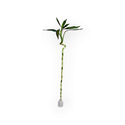 Spiral Lucky Bamboo Stick - Shalamar Nurseries & LandscapersShalamar Nurseries & Landscapers