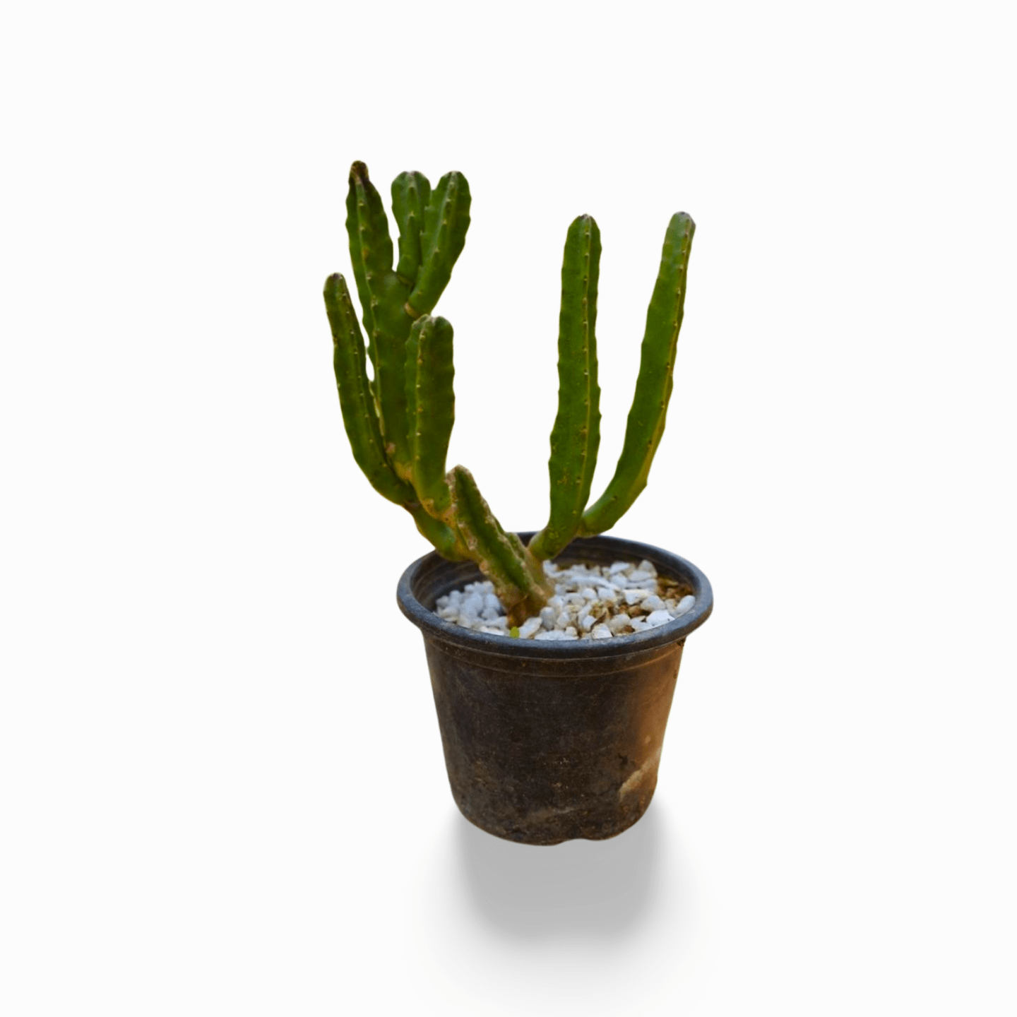 Stapelia Leendert - Shalamar Nurseries & LandscapersShalamar Nurseries & Landscapers
