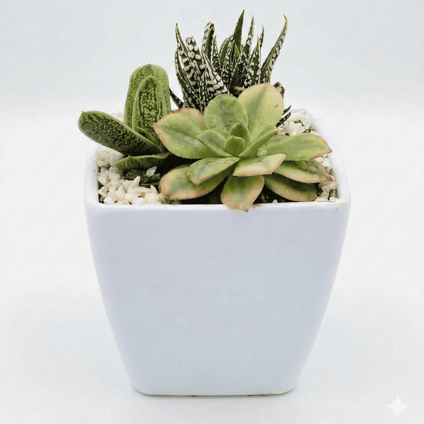 Succulent Arrangement in Melamine Pot