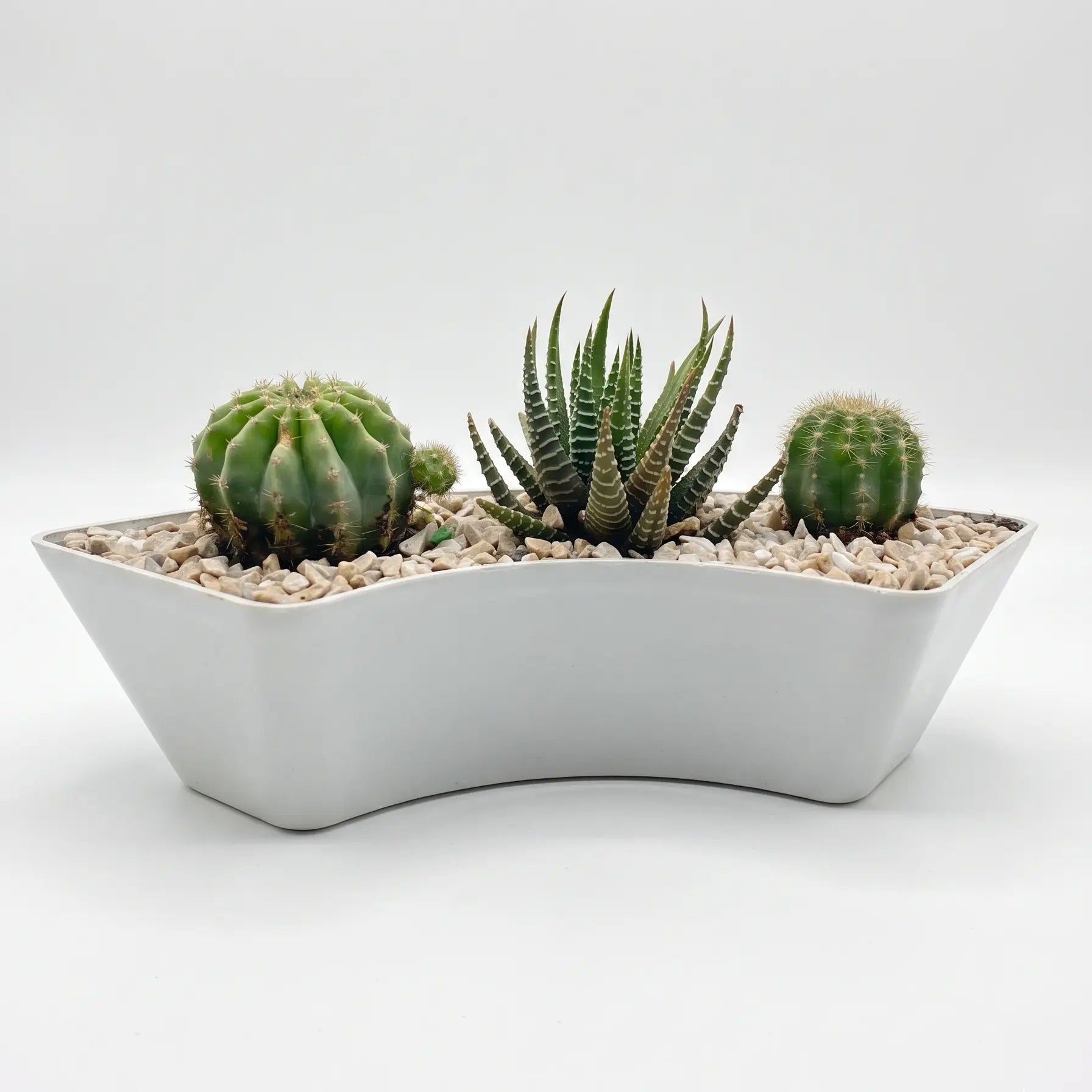 succulent cactus arrangement