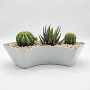 succulent cactus arrangement