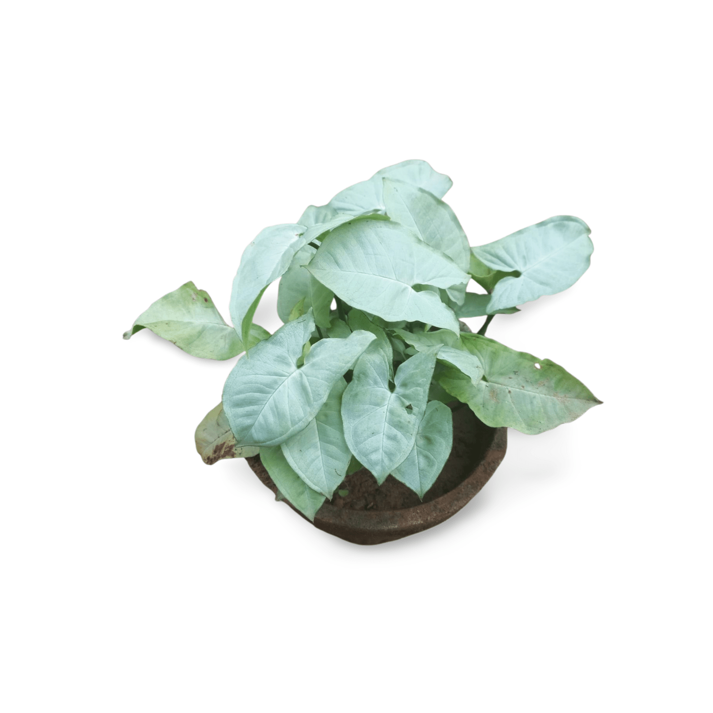 Syngonium podophyllum - Shalamar Nurseries & LandscapersShalamar Nurseries & Landscapers