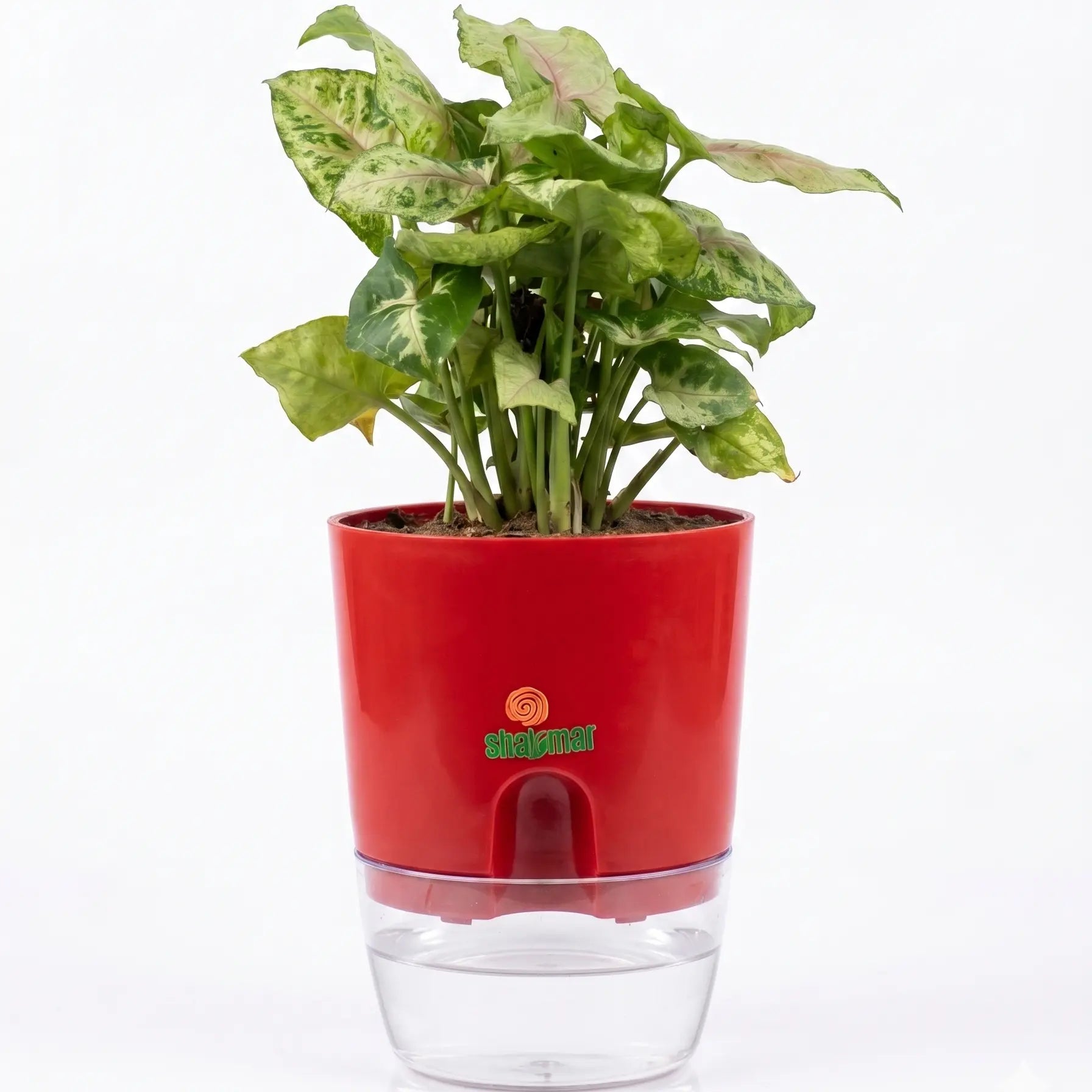 syngonium christmas dwarf 1 shalamarnurser.com