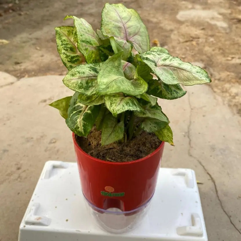 syngonium christmas dwarf shalamarnurser.com