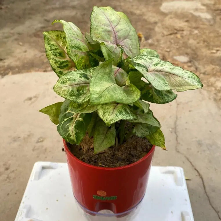 syngonium dwarf shalamarnursery.com