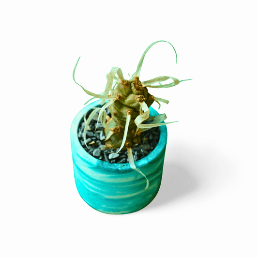 Tephrocactus articulatus Paper Cactus - Shalamar Nurseries & LandscapersShalamar Nurseries & Landscapers