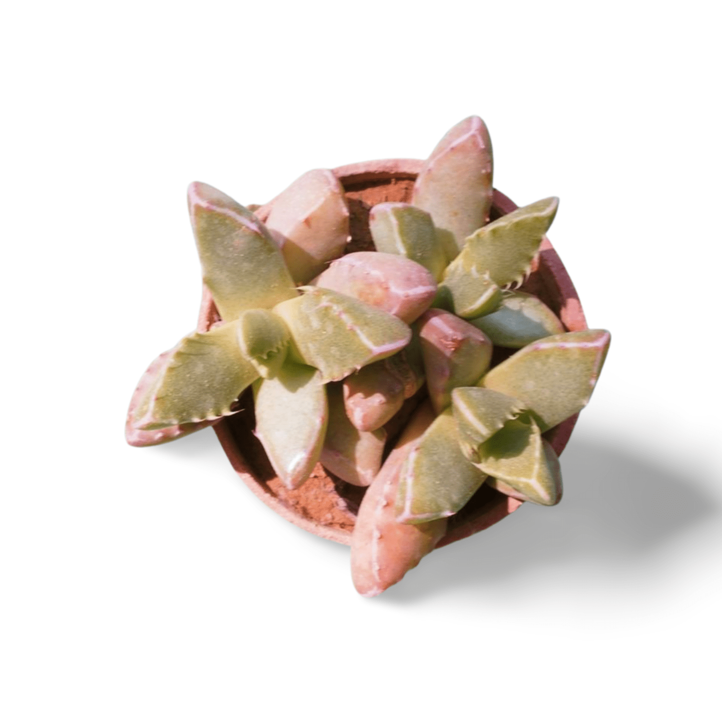 Tiger jaw small - Shalamar Nurseries & LandscapersShalamar Nurseries & Landscapers