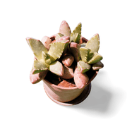 Tiger jaw small - Shalamar Nurseries & LandscapersShalamar Nurseries & Landscapers