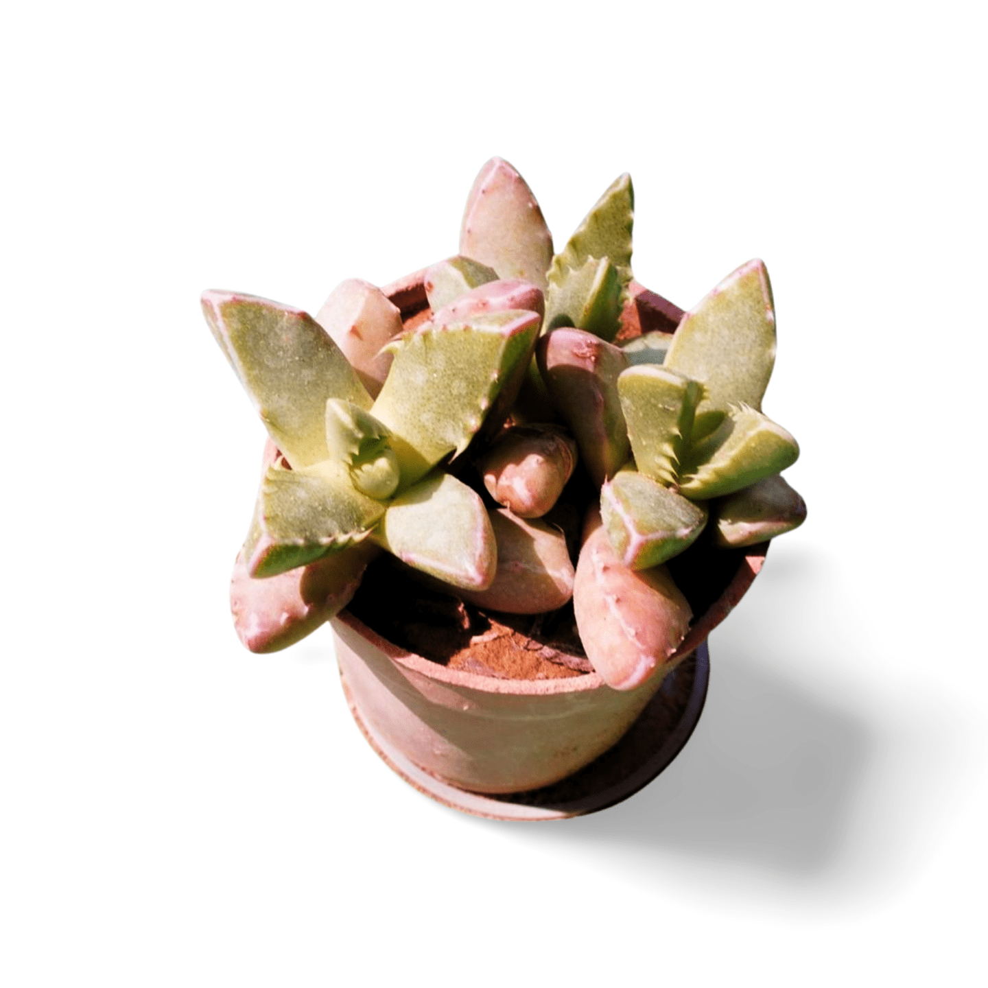 Tiger jaw small - Shalamar Nurseries & LandscapersShalamar Nurseries & Landscapers