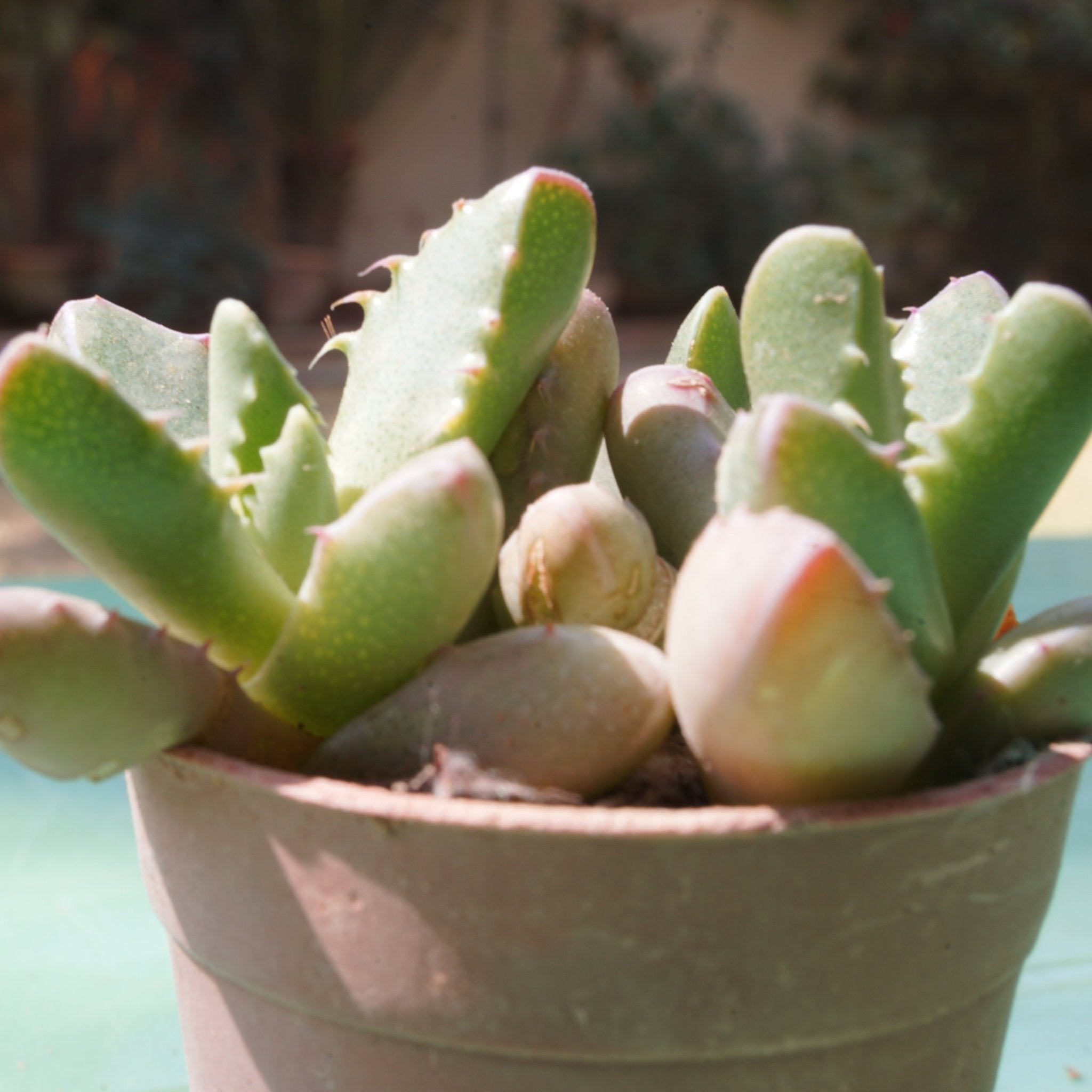 Tiger jaw small - Shalamar Nurseries & LandscapersShalamar Nurseries & Landscapers