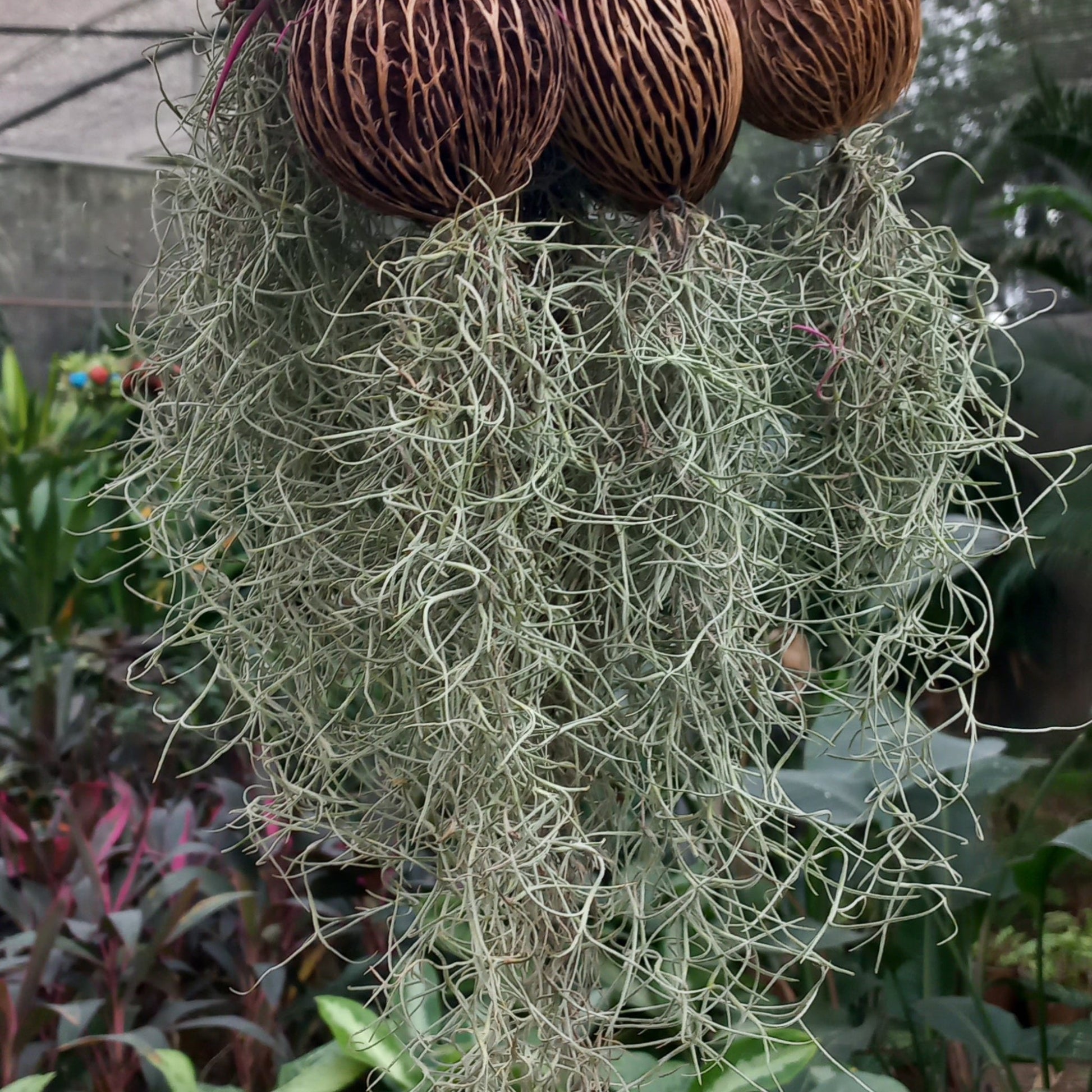 Tillandsia Air Plant Mix - Shalamar Nurseries & LandscapersShalamar Nurseries & Landscapers