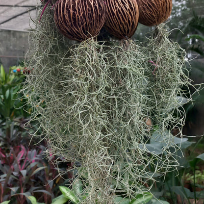 Tillandsia Air Plant Mix - Shalamar Nurseries & LandscapersShalamar Nurseries & Landscapers