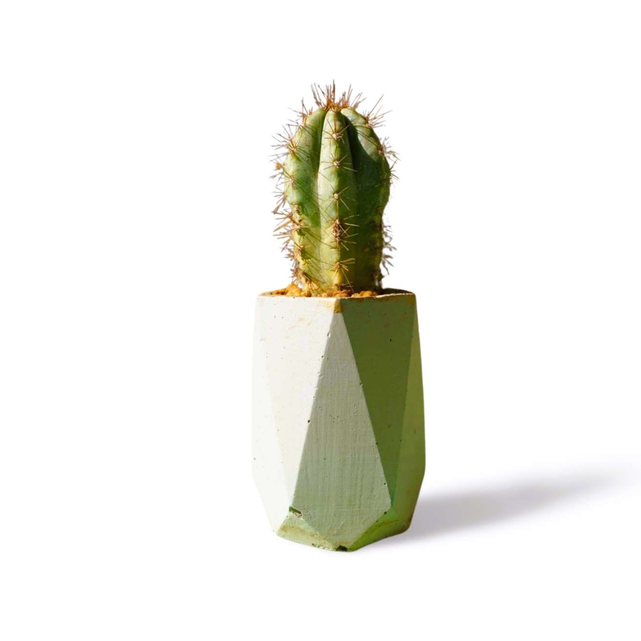 Trichocereus San Pedro - Shalamar Nurseries & LandscapersShalamar Nurseries & Landscapers