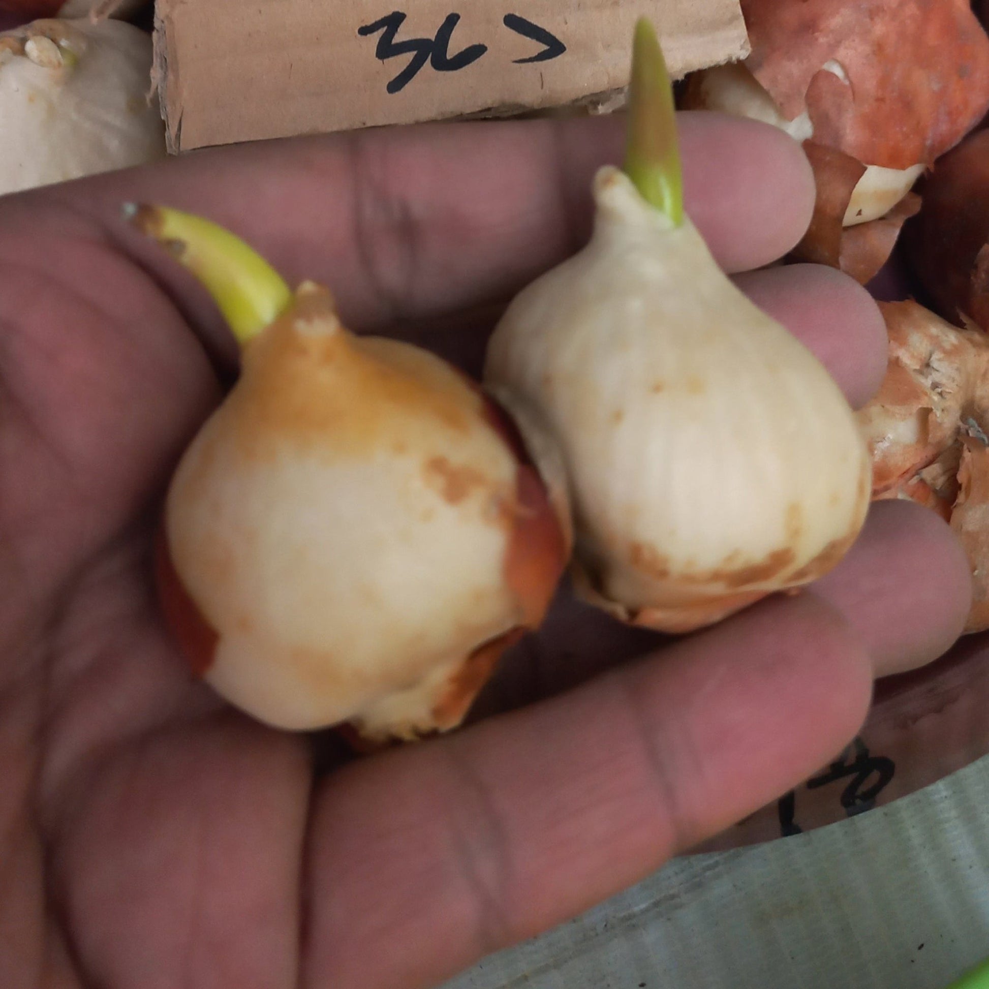 Tulip bulbs Prechilled - Shalamar Nurseries & LandscapersShalamar Nurseries & Landscapers