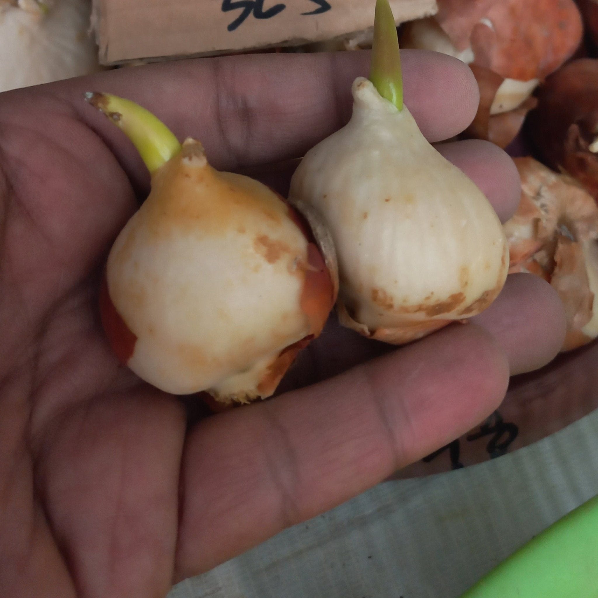 Tulip bulbs Prechilled - Shalamar Nurseries & LandscapersShalamar Nurseries & Landscapers