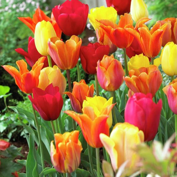 Tulip bulbs Prechilled - Shalamar Nurseries & LandscapersShalamar Nurseries & Landscapers