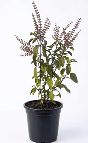 Holy Basil Tulsi - Shalamar Nurseries & Landscapers