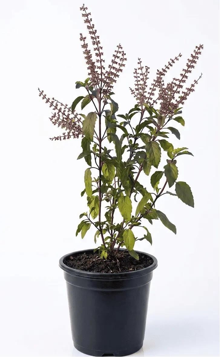 Holy Basil Tulsi - Shalamar Nurseries & Landscapers