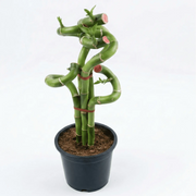 Lucky Bamboo Twisted Bunch
