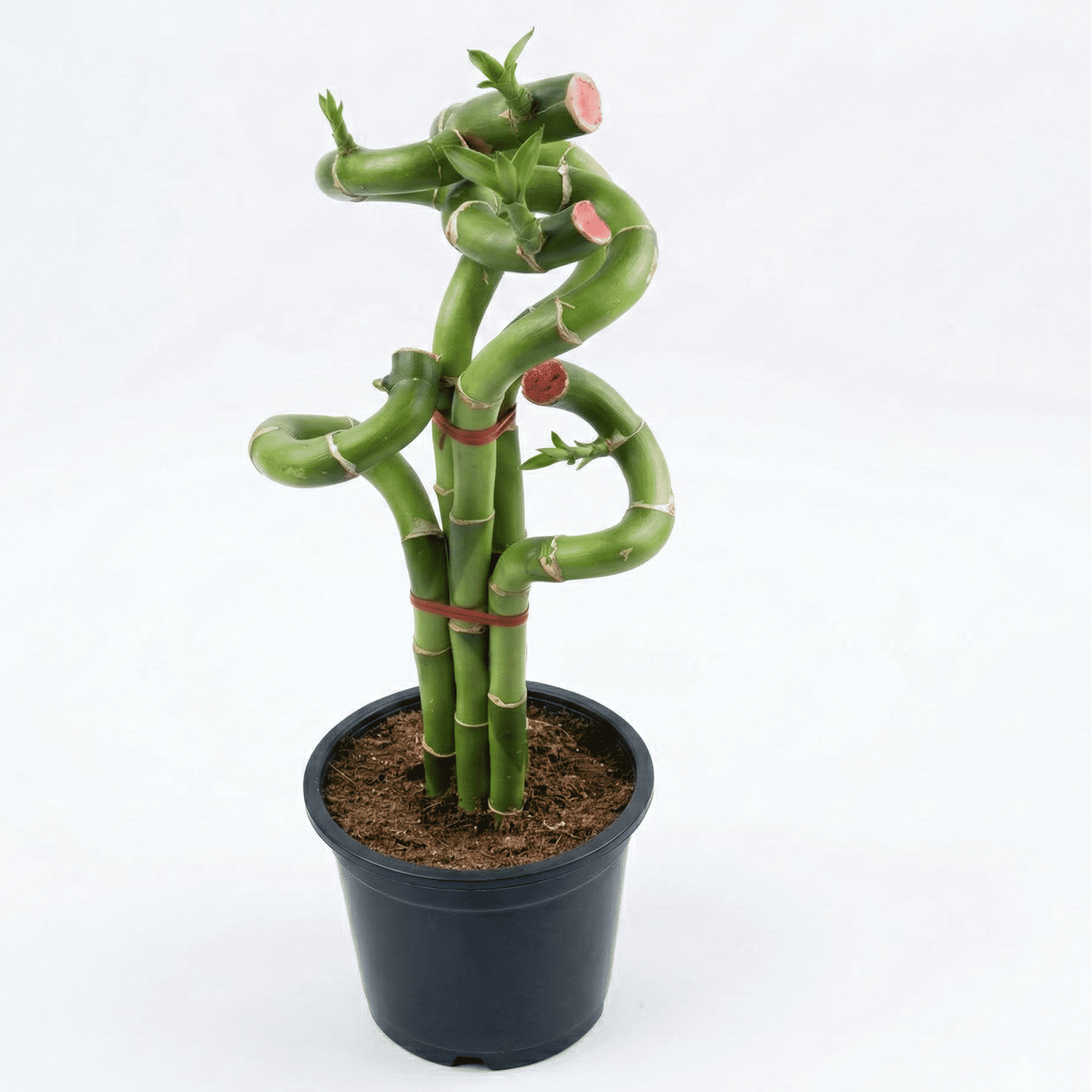 Lucky Bamboo Twisted Bunch