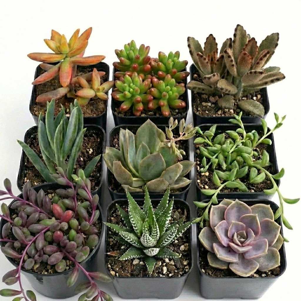 Assorted Succulents Pack of 9