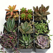 Assorted Succulents Pack of 9