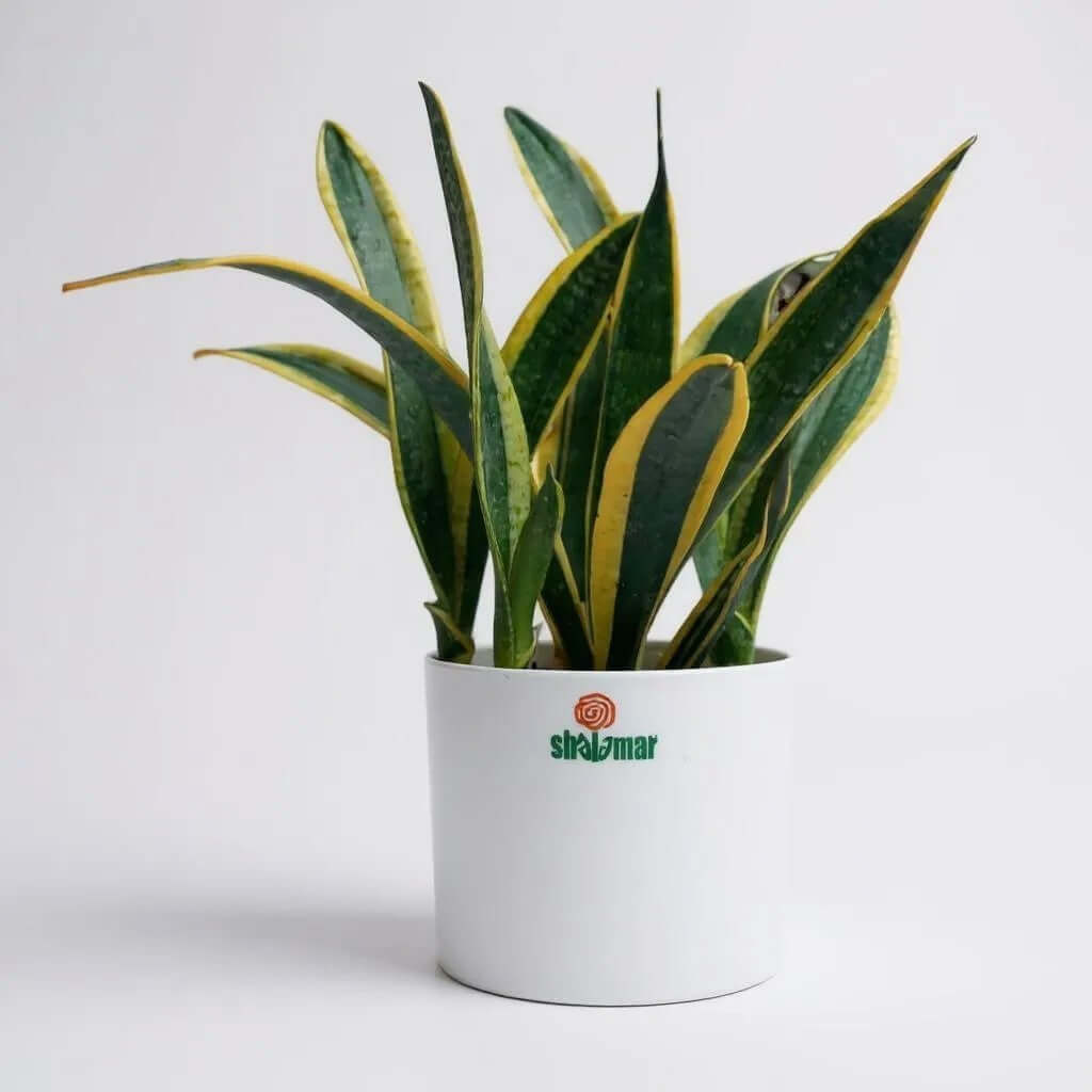 Snake Plant in a high quality white plastic pot, ideal low maintenance indoor plant for homes and offices.