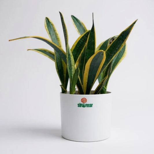 Snake Plant in Zen Pot