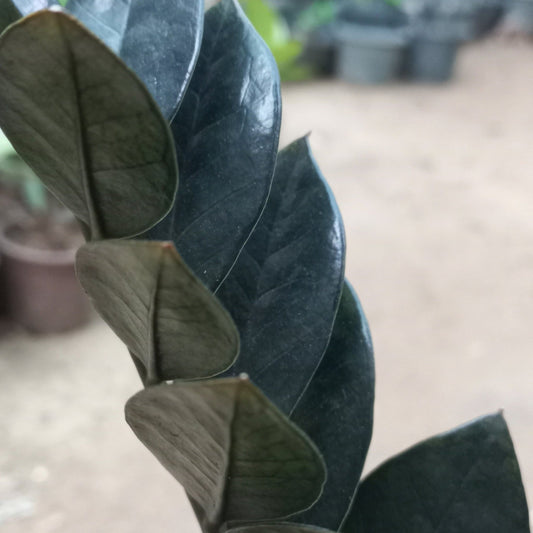 ZZ Plant Black (Thai) - Shalamar Nurseries & LandscapersShalamar Nurseries & Landscapers