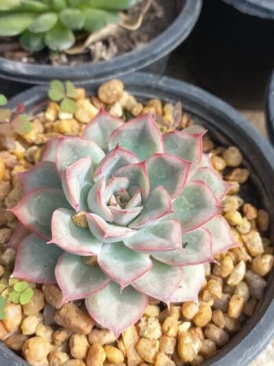 Echeveria