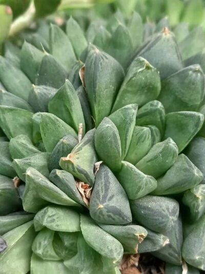 Haworthia Pilifera