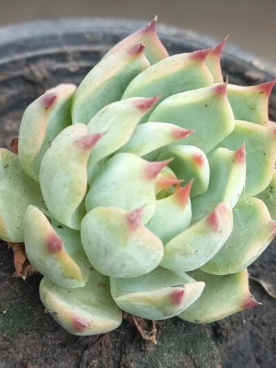 Echeveria Cat Claw