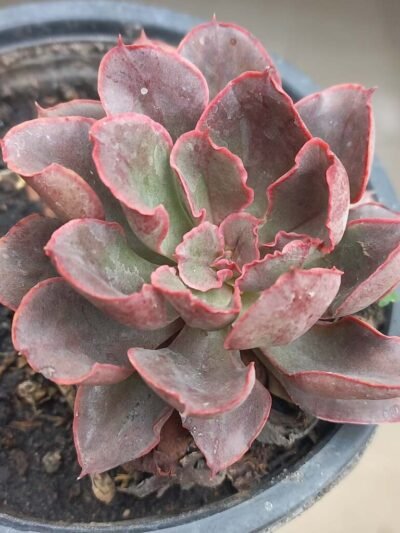 Echeveria afterglow