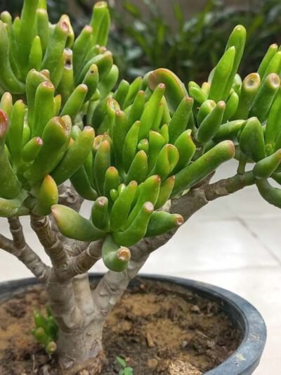 Gollum Jade