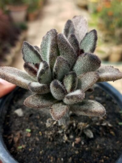 Kalanchoe Chocolate soldier