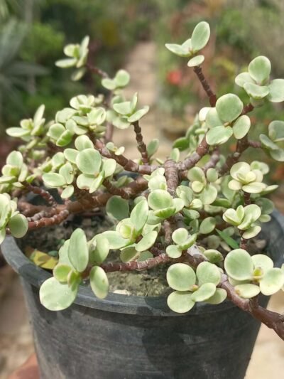 Jade variegated