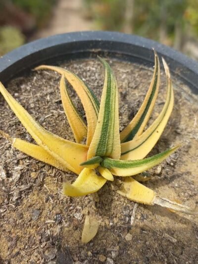 Aloe variegated