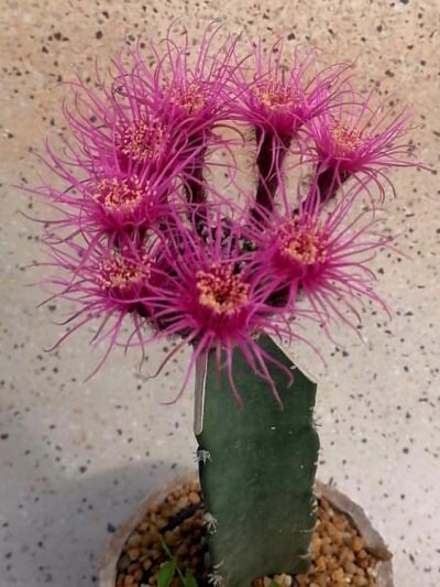 Barrel Cactus Grafted