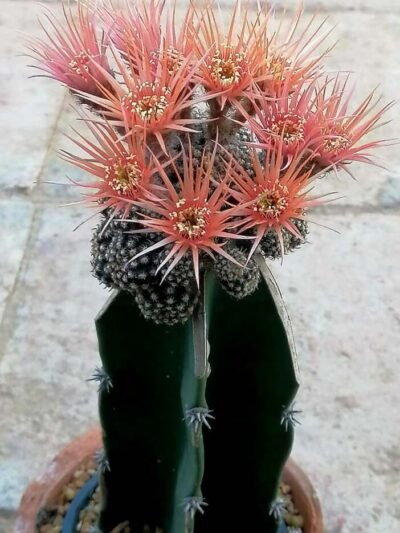 Barrel Cactus Grafted