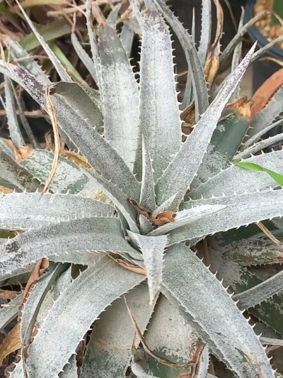 Aloe Silver