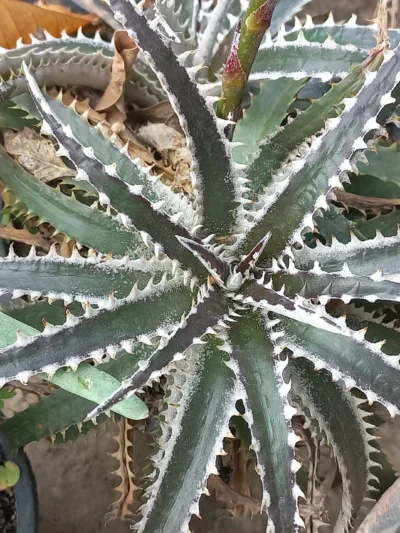 Aloe Green