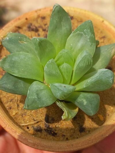 Haworthia